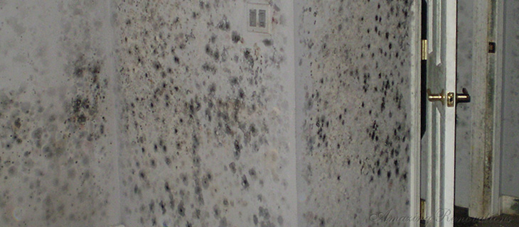 mold